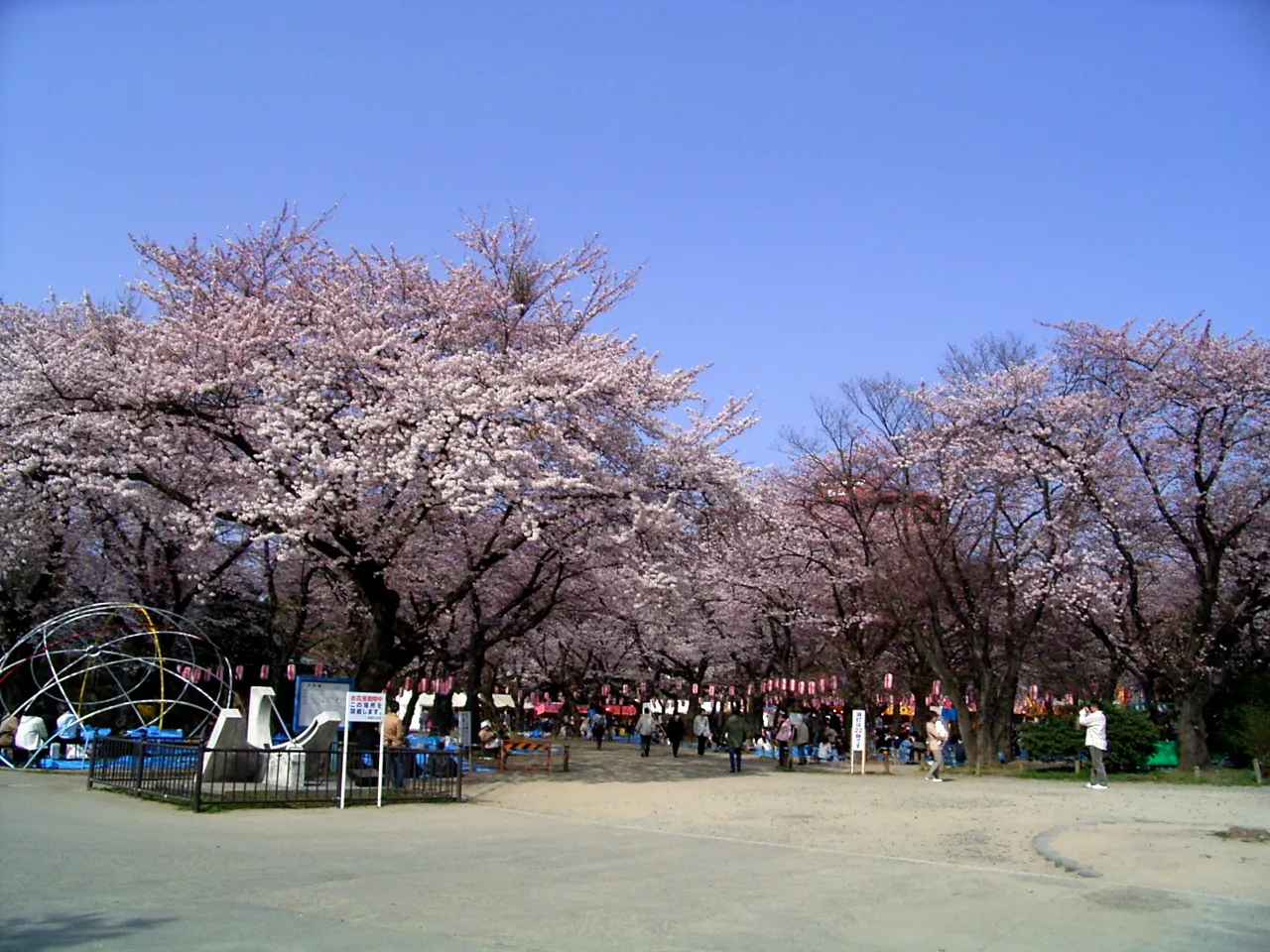 Nishi Park in Sendai during cherry-blossom season in April 2005; an archive venue view, not the autumn 2026 Oimo Expo.